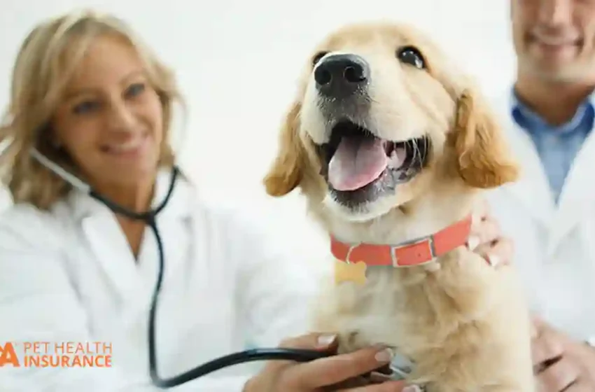  Pet Insurance or Vet Bills: Weighing the Financial Options