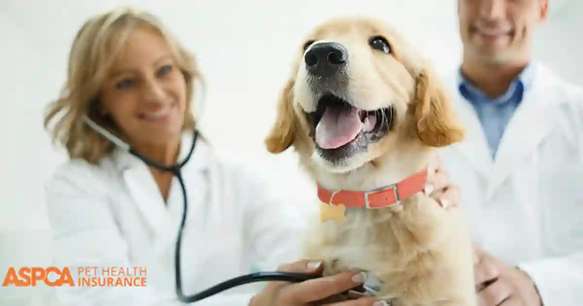 Pet Insurance or Vet Bills: Weighing the Financial Options